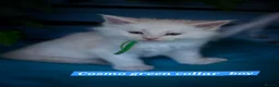 Maine Coon cats for sale: Beautiful fluffy Maine Coon pedigree kittens - Advert 17