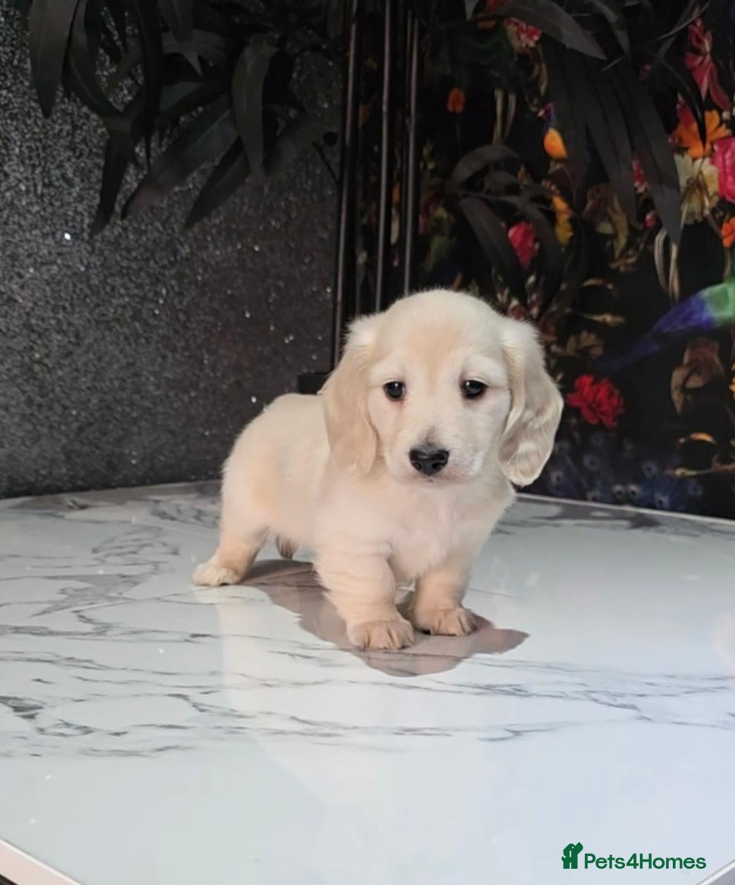 Miniature Dachshund dogs for sale: Clear cream miniature long-haired Dachshunds - Advert 2