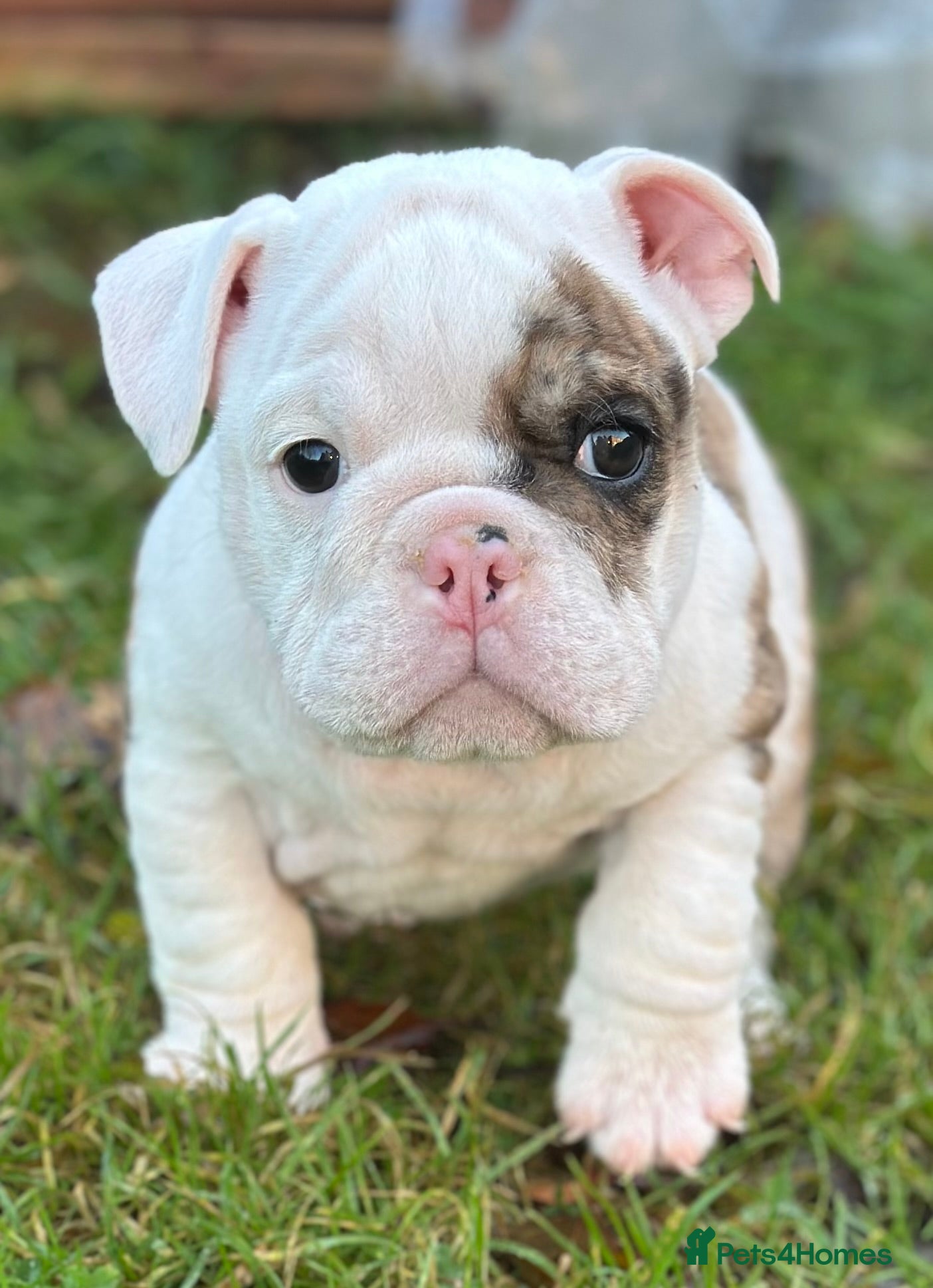 English Bulldog dogs 🌟Ready Now!🌟 - Advert 4