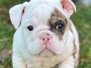 English Bulldog dogs 🌟Ready Now!🌟 - Advert 1