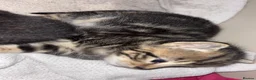 Mixed Breed cats for sale: 3 lovely kittens for sale  - Advert 2