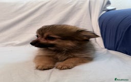 Pomeranian dogs for sale: 4 stunning Pomeranian girls ready for collection  - Image 4