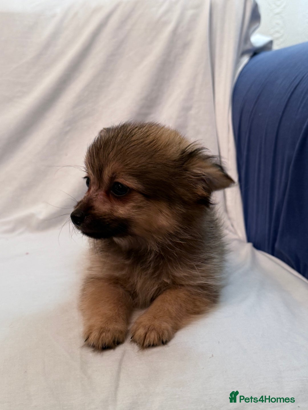 Pomeranian dogs for sale: 4 stunning Pomeranian girls ready for collection  - Image 4