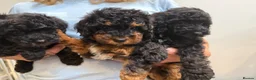 Mixed Breed dogs for sale: Small miniature poodle puppies - Advert 5