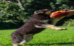German Shepherd dogs for sale: ❤️KC HEALTH TESTED PARENTS ❤️ - Image 1