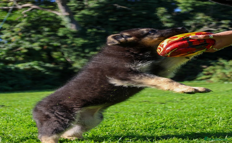 German Shepherd dogs - Advert 2