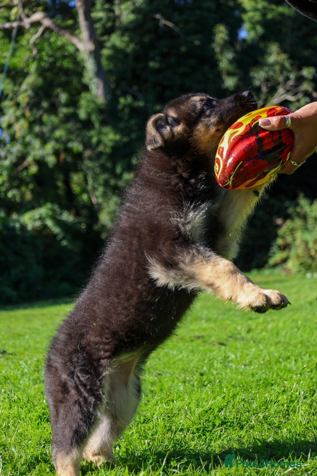 German Shepherd dogs for sale: ❤️KC HEALTH TESTED PARENTS ❤️ - Image 1