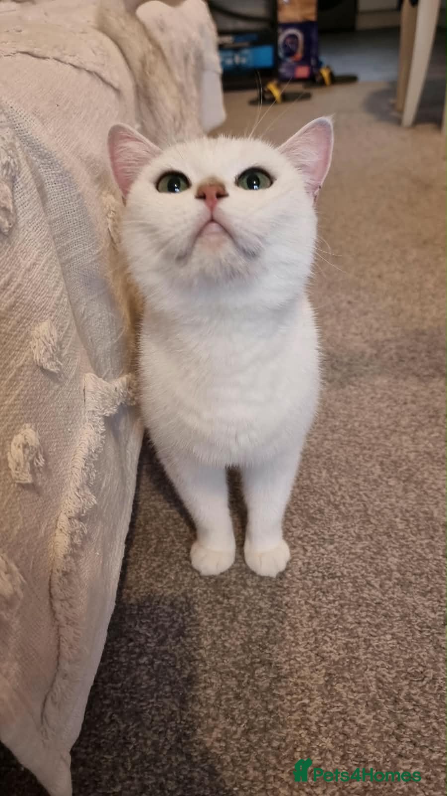 British Shorthair cats ❤️👑 SHOW CAT GCCF SILVER BSH QUEEN - Advert 18