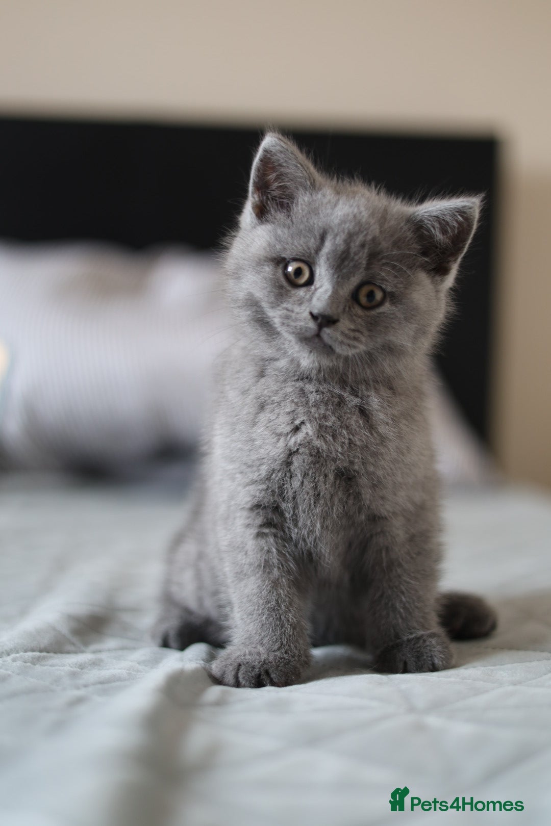 British Shorthair cats Available Now–3 Adorable Kittens 🐾 2 Girls&1 boy - Advert 14
