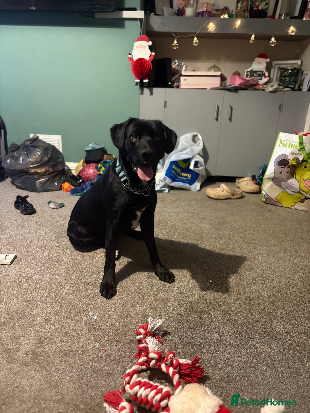 Borador dogs for sale: Barney  - Advert 2