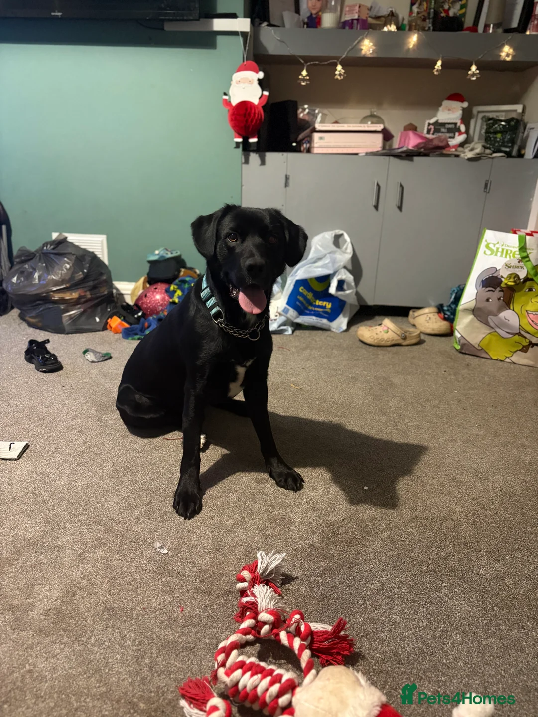 Borador dogs for sale: Barney  - Advert 2