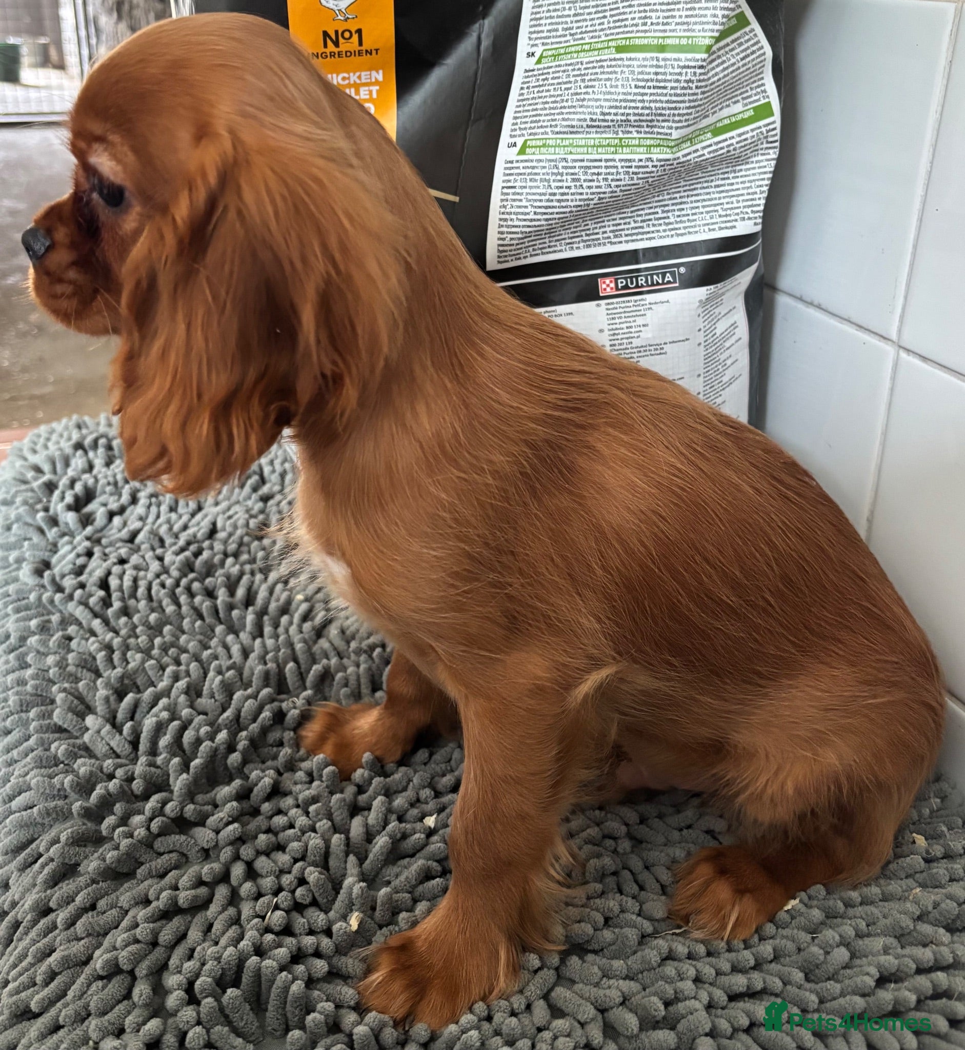 Cavalier King Charles Spaniel dogs Kennel Club registered ruby Cavalier boy puppies. - Advert 1