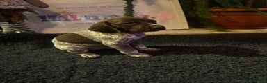 German Shorthaired Pointer Puppy 4