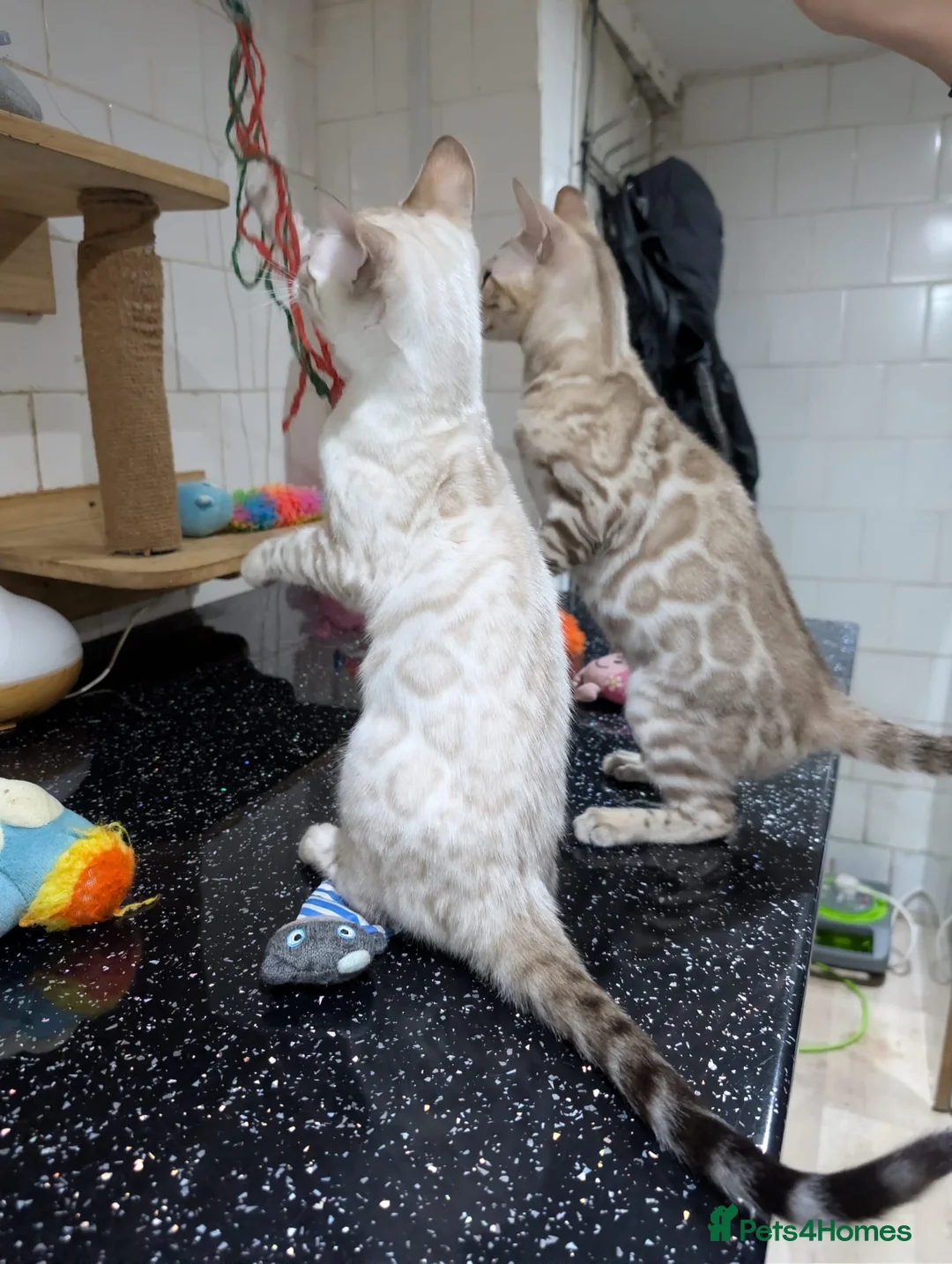 Bengal cats for sale: 🔥✨Pedigree TICA-Registered Bengals - Advert 13