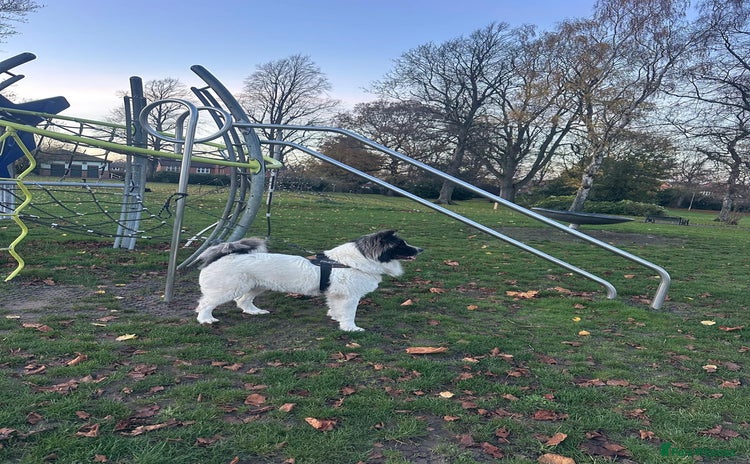 Caucasian Shepherd Dog dogs Caucasian sheepdog  - Advert 13