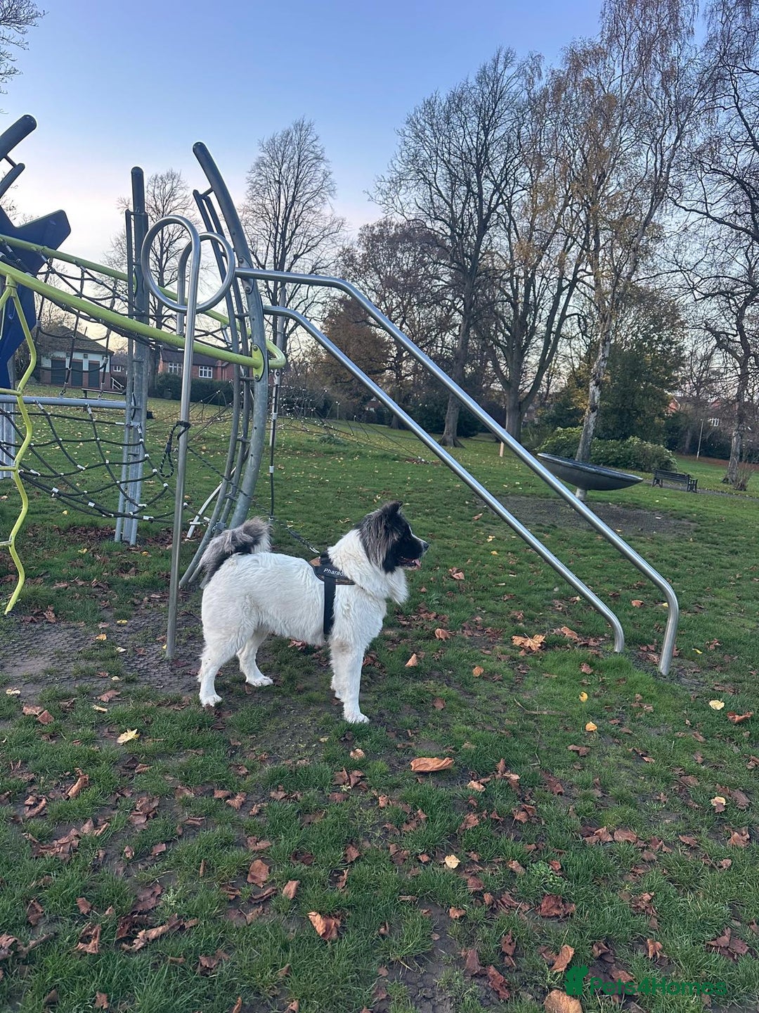 Caucasian Shepherd Dog dogs for sale: Caucasian sheepdog  - Advert 1
