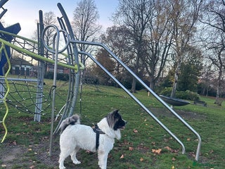 Caucasian Shepherd Dog dogs Caucasian sheepdog - Advert 1