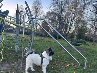 Caucasian Shepherd Dog dogs Caucasian sheepdog - Advert 10