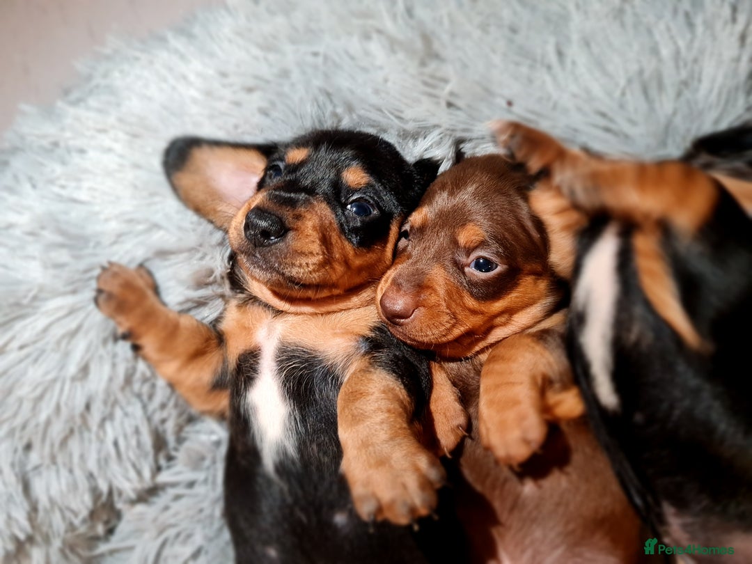 Miniature Dachshund dogs for sale: Extra miniature daschunds baby 🩷 - Advert 3