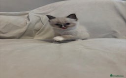 Ragdoll cats for sale: Beautiful Ragdoll kittens - Image 14