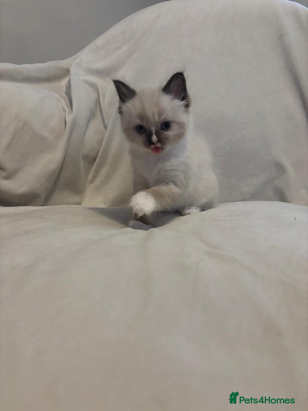 Ragdoll cats for sale: Beautiful Ragdoll kittens - Image 14
