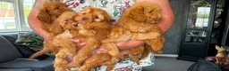 Cockapoo dogs for sale: Cockapoo Pups - Advert 8