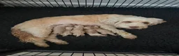 Cockapoo dogs for sale: Beautiful Cockapoo Puppies – Fully Health Tested in Chichester - Advert 7