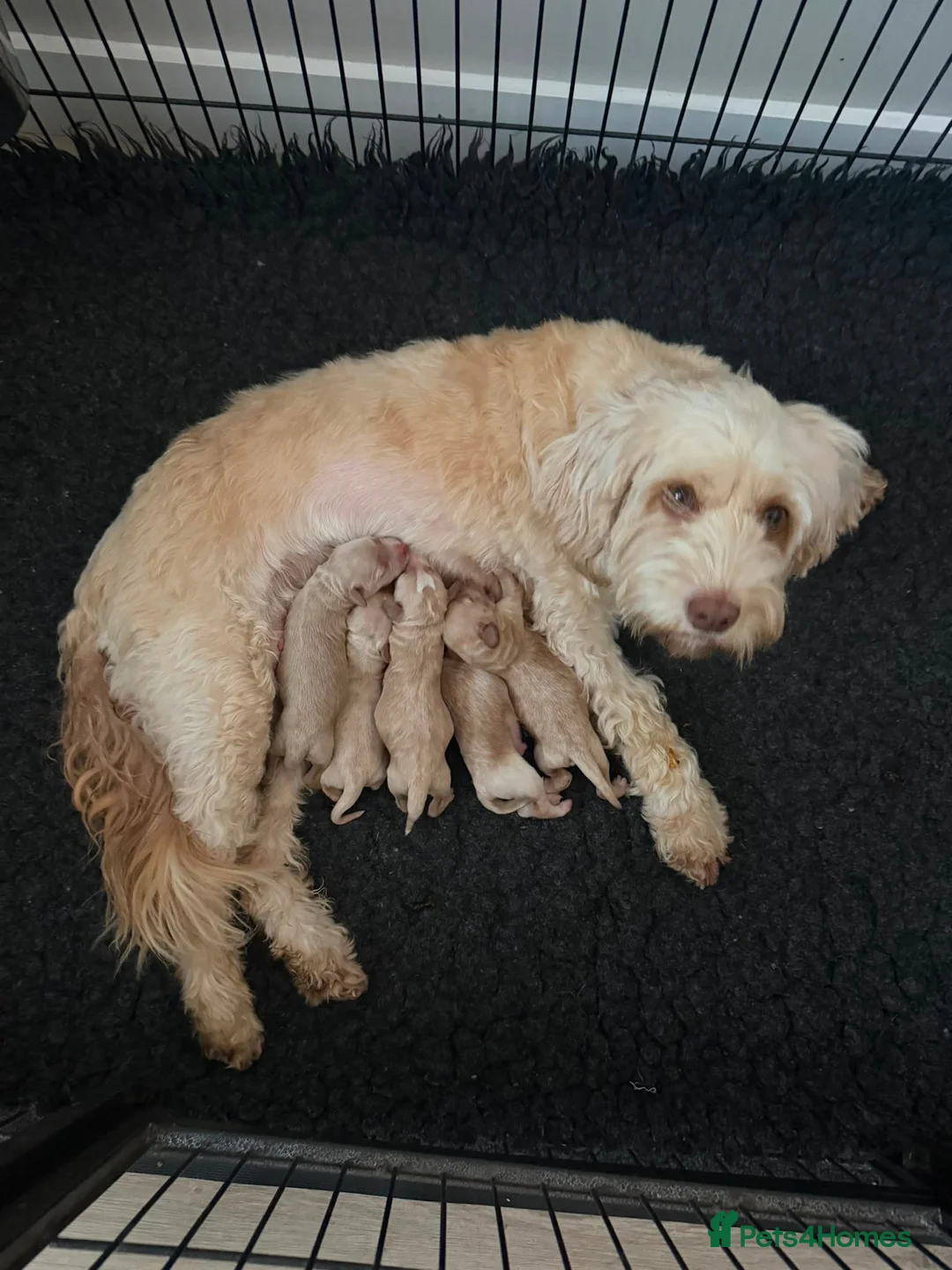 Cockapoo dogs for sale: Beautiful Cockapoo Puppies – Fully Health Tested in Chichester - Advert 7