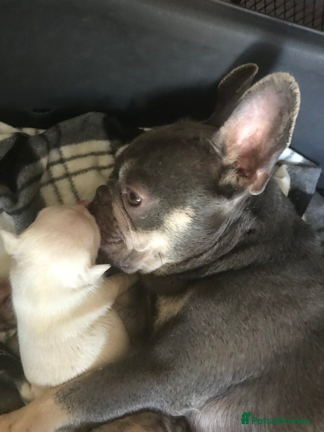 French Bulldog dogs for sale: 2 French Bulldog Puppy’s available - Image 1