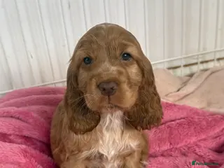 Cocker Spaniel dogs Health tested clear show cocker spaniel puppies - Advert 11