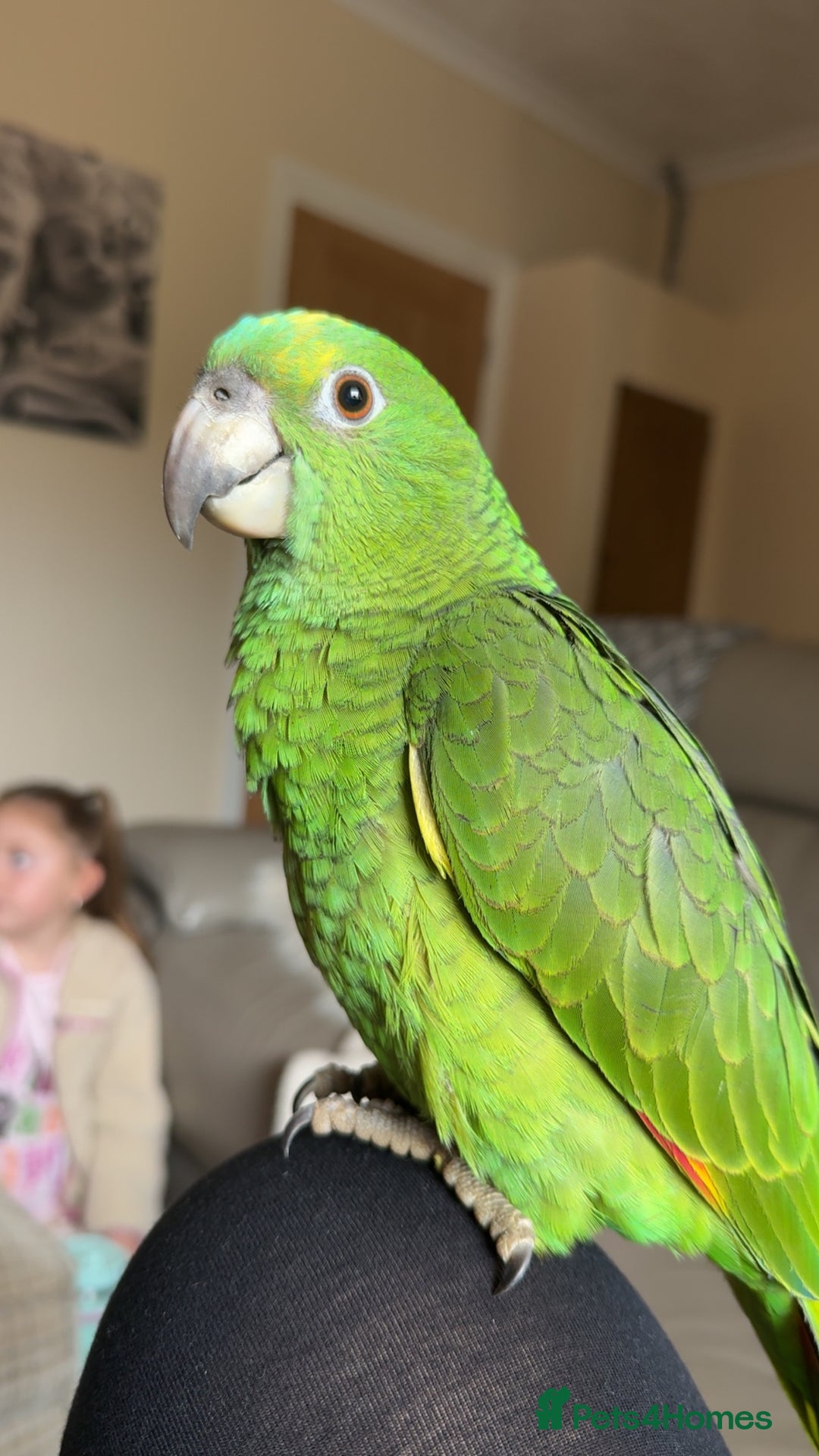 Parrots birds for sale: Amazon Parrot - Advert 3