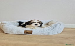 Shih Tzu dogs for sale: Shihtzu  - Image 11