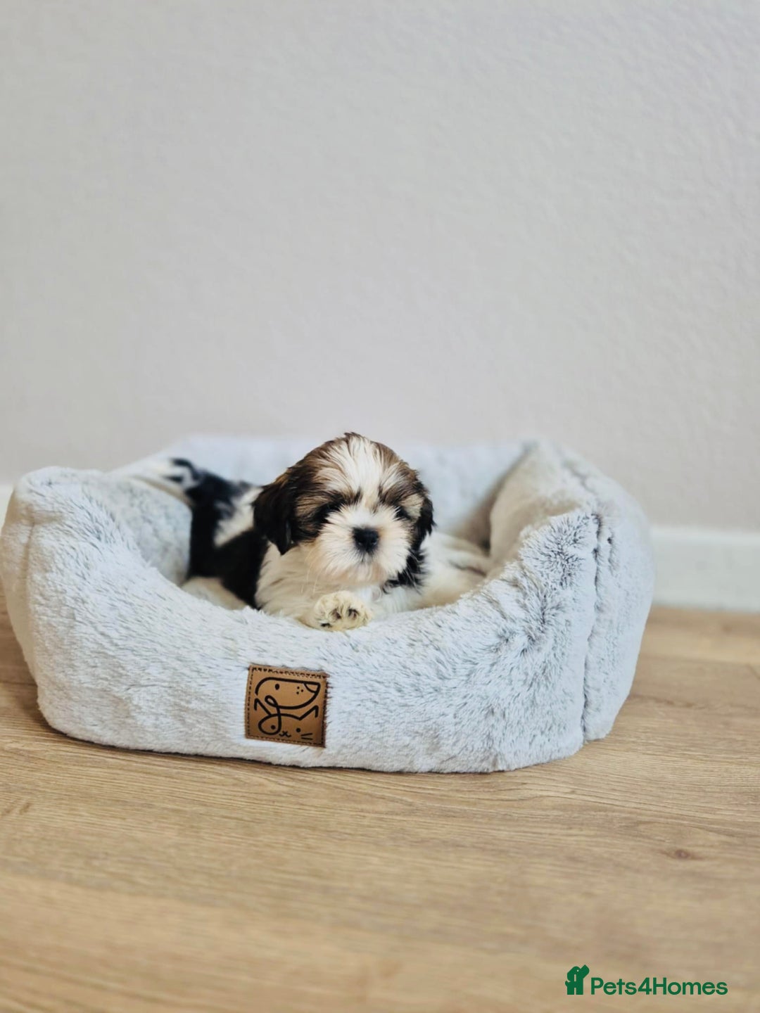 Shih Tzu dogs for sale: Shihtzu  - Image 11