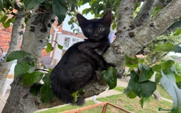 Savannah cats for sale: Beautiful melanistic Savannah - Image 1