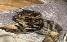 American Shorthair cats for sale: Tabby Kitten  - Image 38