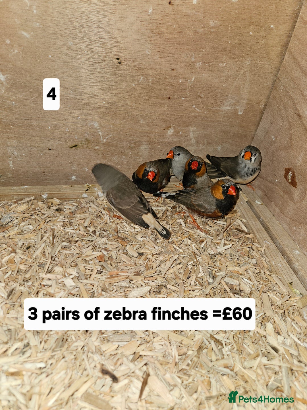 Finches birds for sale: Zebra finch   - Advert 7