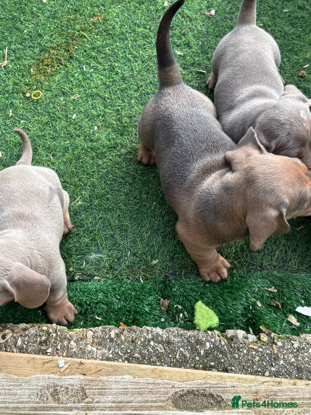 Dachshund dogs for sale: 4 beautiful Isabella and tan puppy’s  - Advert 30