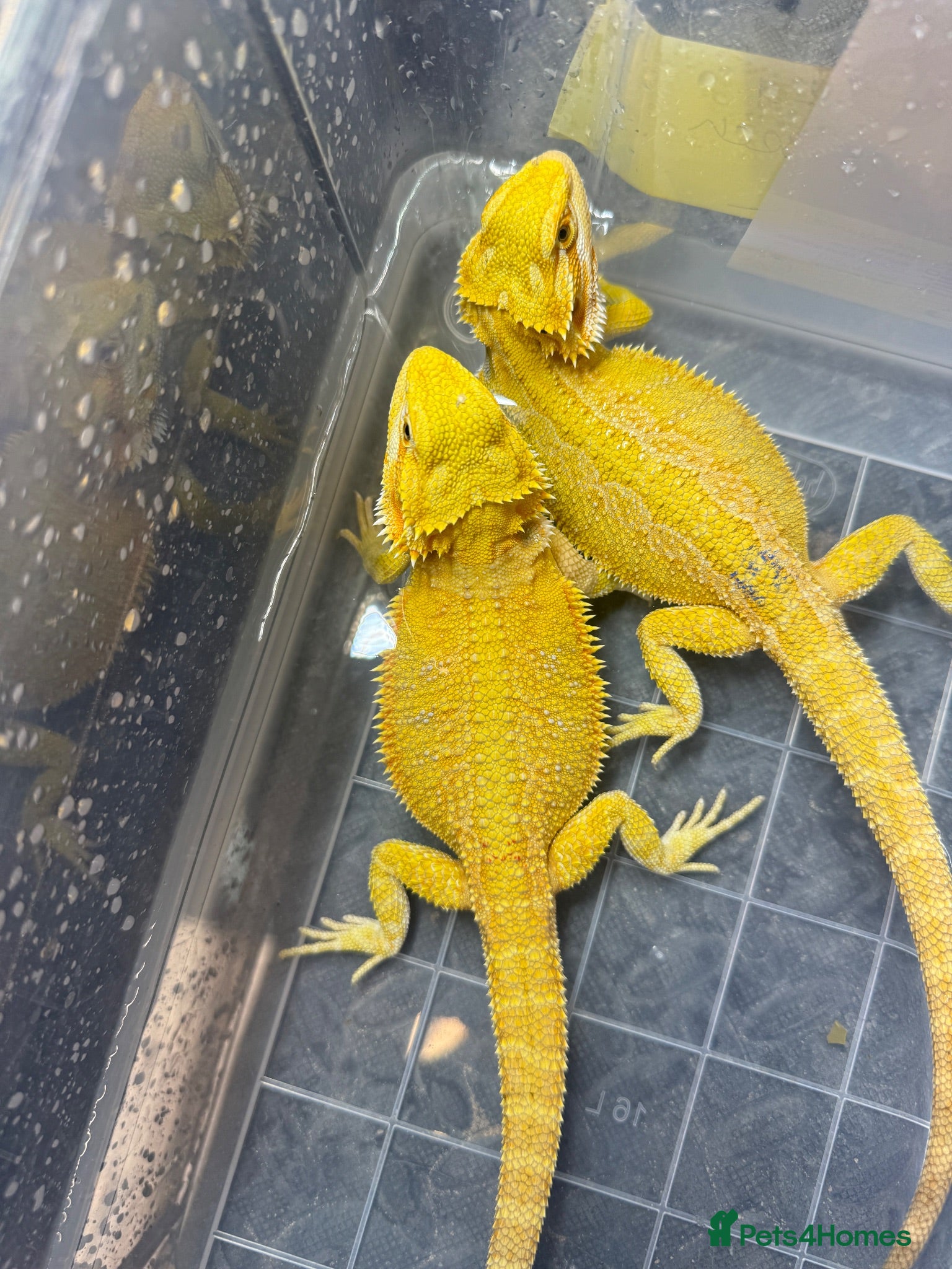 Bearded Dragon reptiles Super Citrus YELLOW US Bloodline - Advert 2