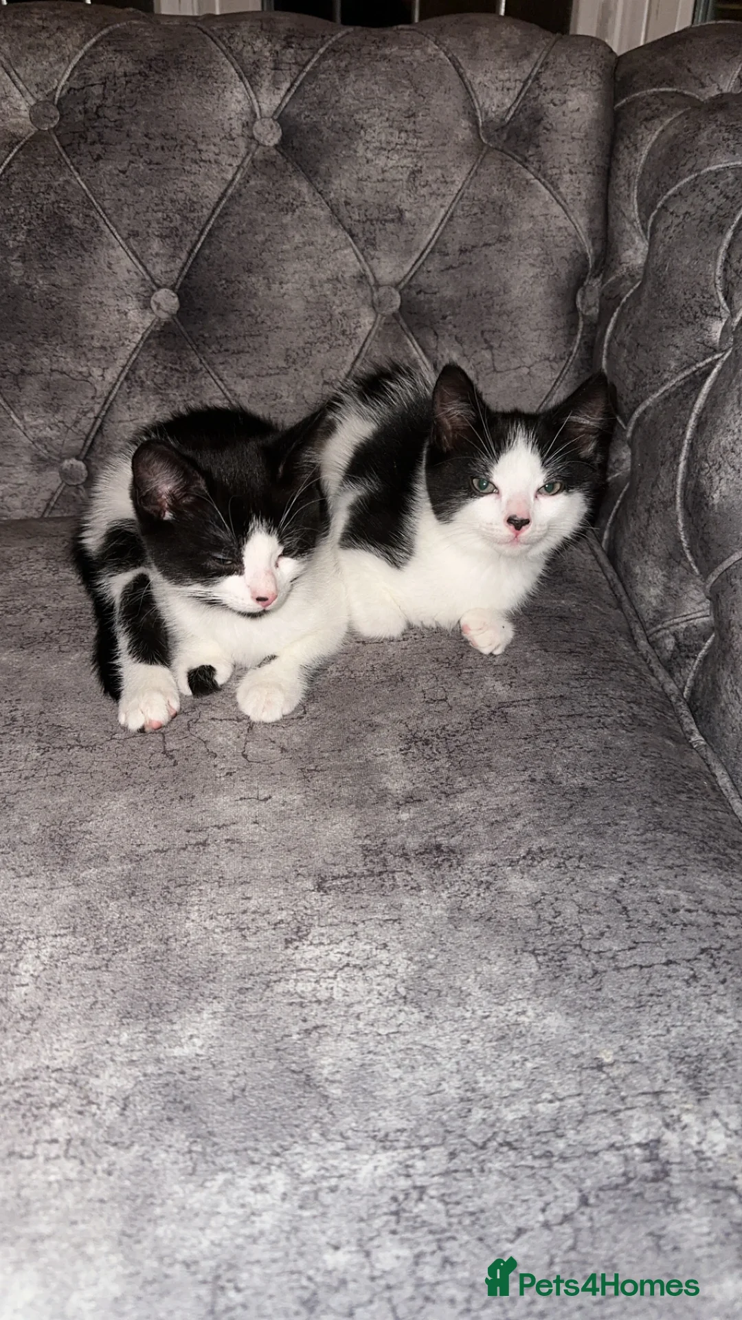 British Shorthair cats for sale: 2 lovely black and white shorthairs - Advert 5