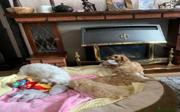 Maltipoo dogs for sale: Beautiful maltipoo puppies looking for new homes  - Image 28