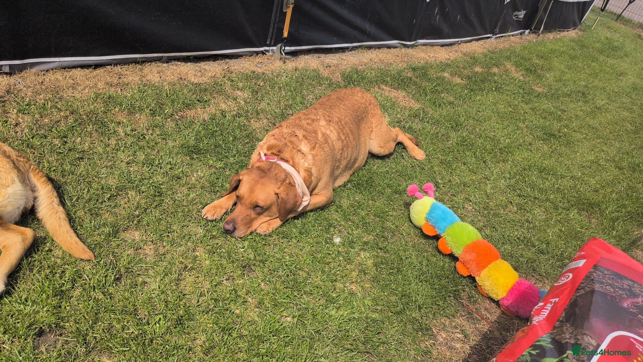 Labrador Retriever dogs Fox deep red Labrador KC Registered  - Advert 1