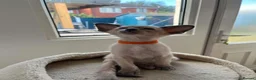 Siamese cats for sale: GCCF Registered Stunning Siamese Kittens  - Advert 14