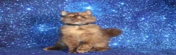 British Shorthair cats for sale: Retired British Shorthair/Longhaired females - Advert 7