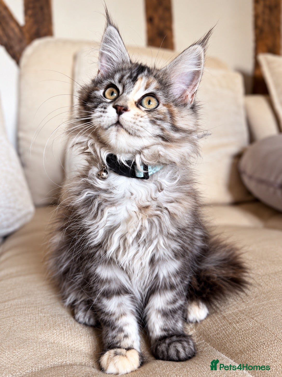 Maine Coon cats Rare Torbie Maine Coon Girls • TICA Registered - Advert 1