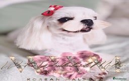 Maltese dogs for sale: 💙Stunning Korean Maltese Boy💙 - Image 2