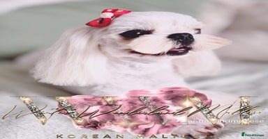 Maltese dogs - Advert 15