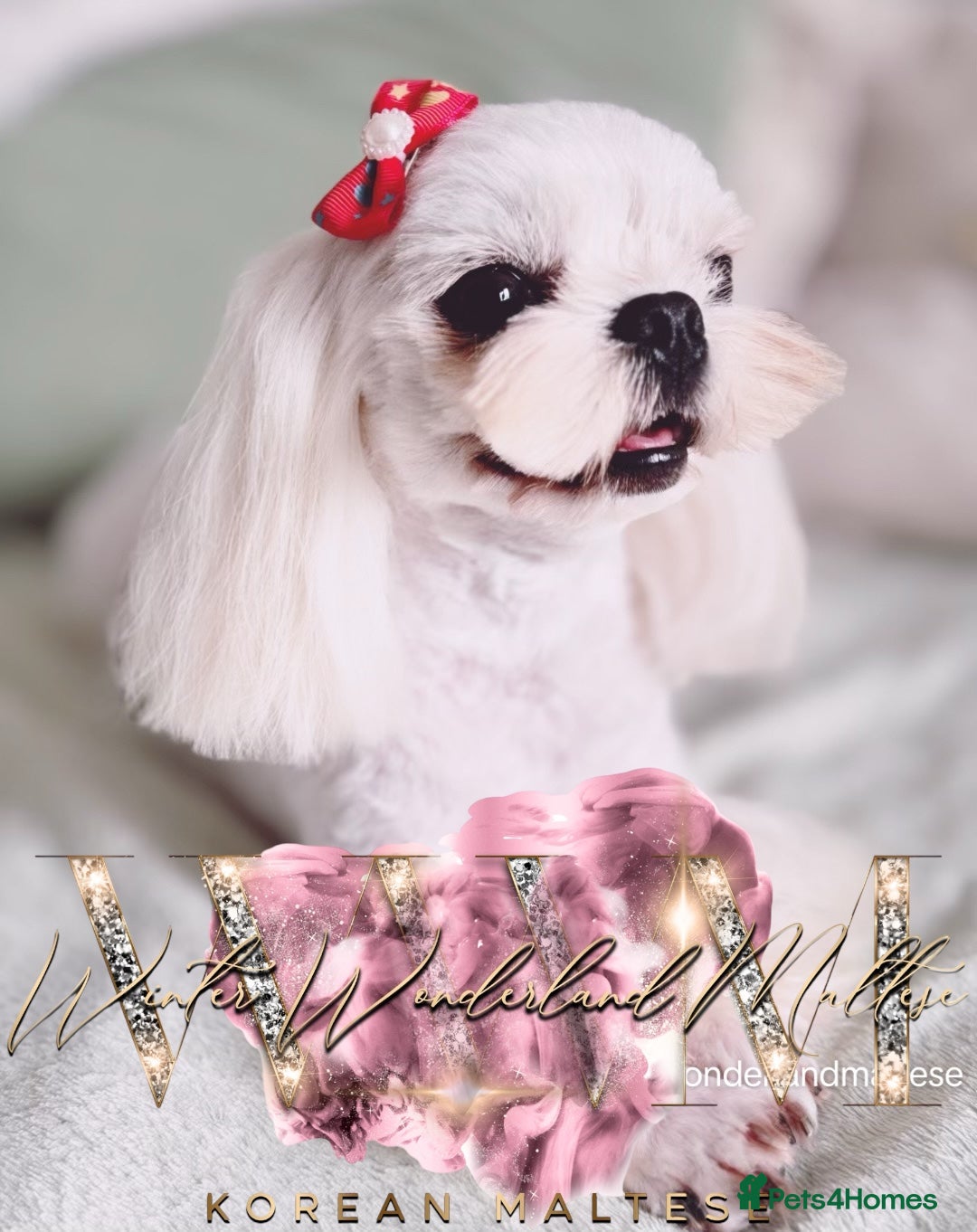 Maltese dogs for sale: 💙Stunning Korean Maltese Boy💙 - Image 2