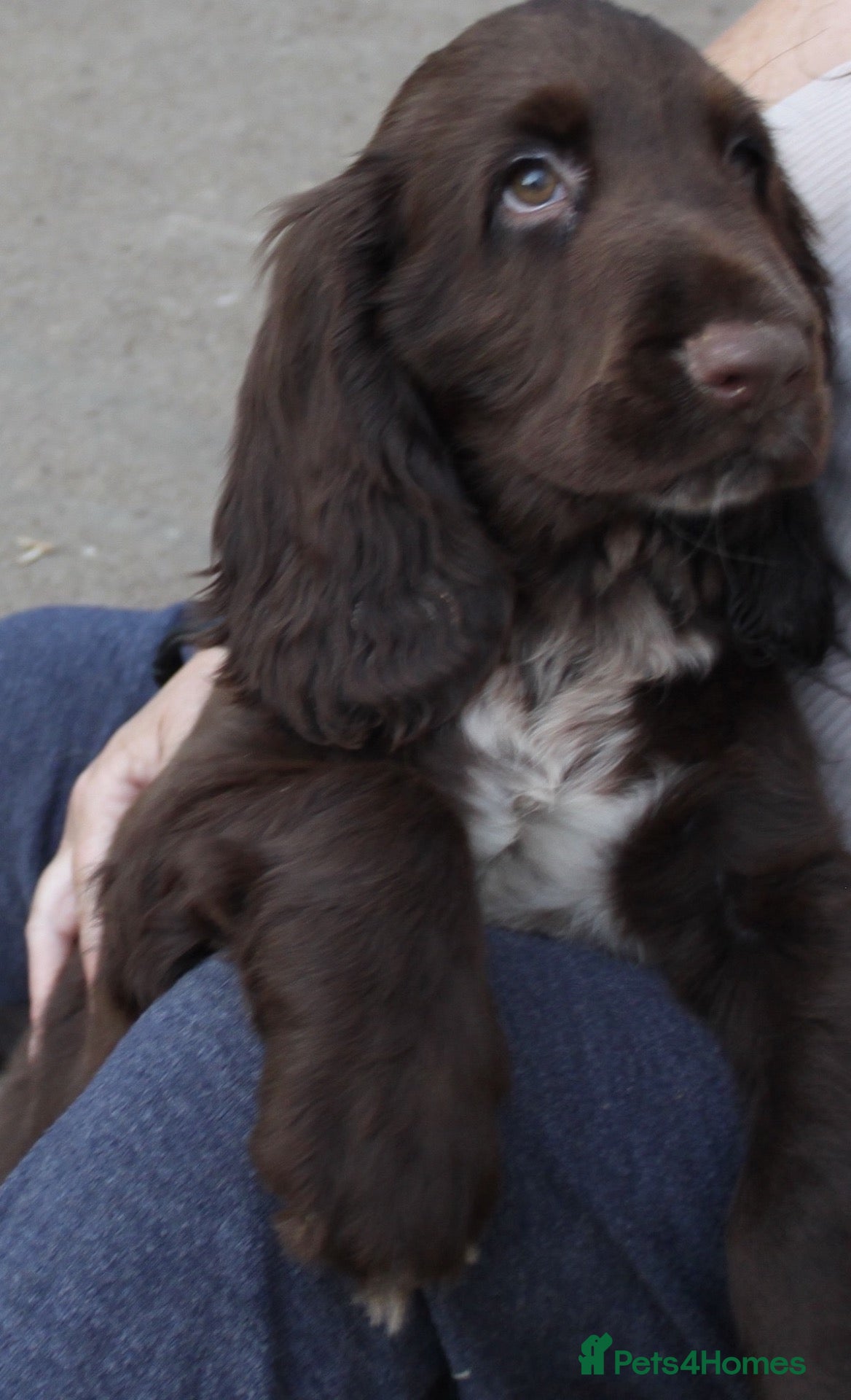 Field Spaniel dogs Rare Vulnerable Field Spaniels - Advert 1