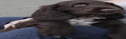 Field Spaniel dogs for sale: Extremely Rare Field Spaniels - Advert 2