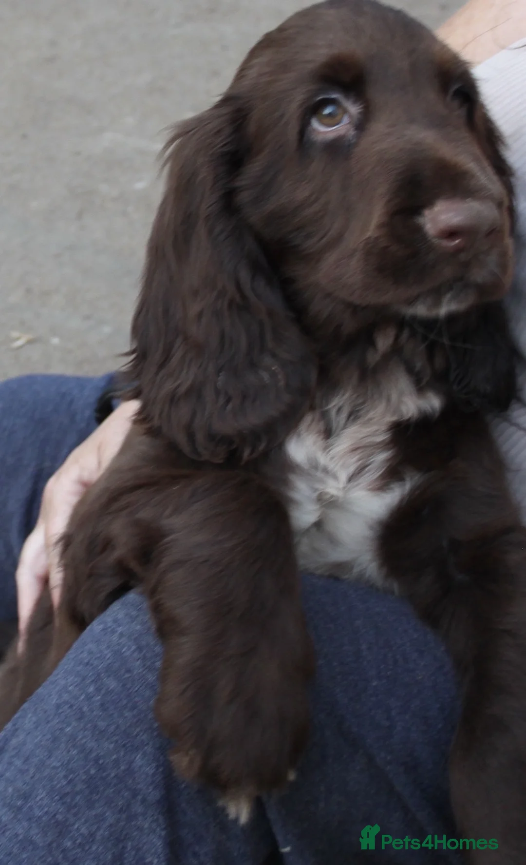 Field Spaniel dogs for sale: Extremely Rare Field Spaniels - Advert 2